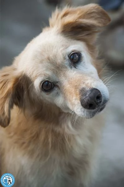 Tessy e Tom cuore a quattro zampe anzi otto | Foto 0