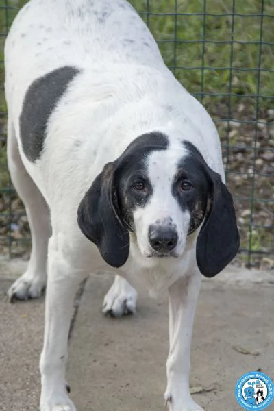 Belle splendida cagnolona in attesa di una famiglia | Foto 3