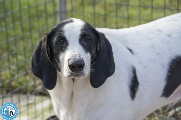 Belle splendida cagnolona in attesa di una famiglia | Foto 2