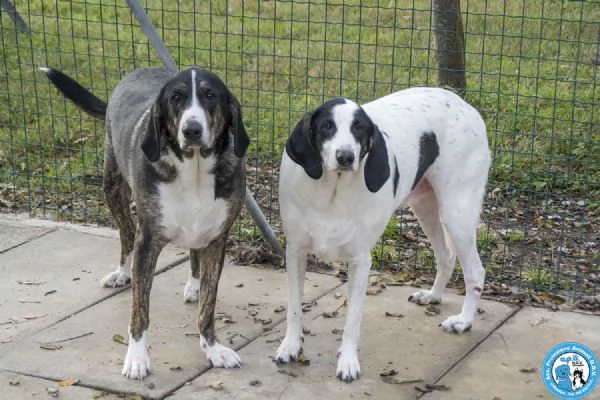 Belle splendida cagnolona in attesa di una famiglia | Foto 1