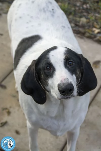 Belle splendida cagnolona in attesa di una famiglia