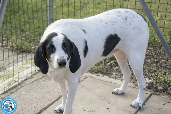 Belle splendida cagnolona in attesa di una famiglia | Foto 0