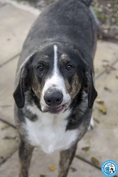 Blaky il gigante buono in cerca di un nuovo inizio | Foto 4