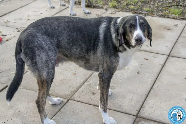 Blaky il gigante buono in cerca di un nuovo inizio | Foto 2