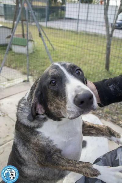 Blaky il gigante buono in cerca di un nuovo inizio | Foto 1