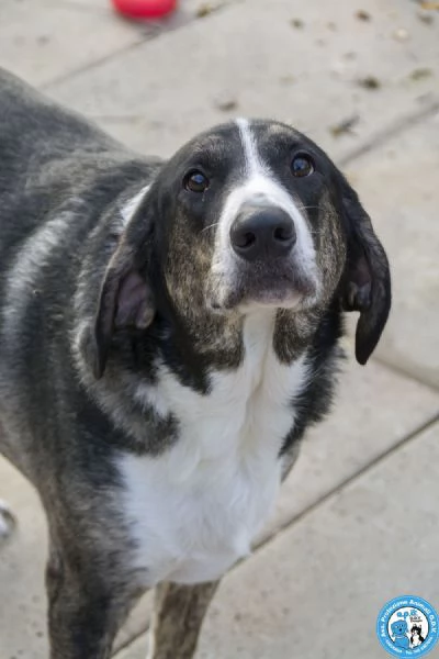 Blaky il gigante buono in cerca di un nuovo inizio