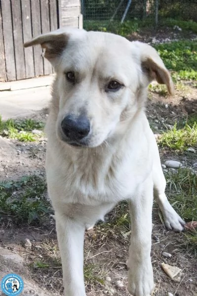 Paride il cagnolino che profuma di campagna