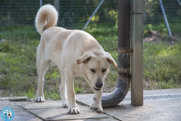 Paride il cagnolino che profuma di campagna | Foto 2