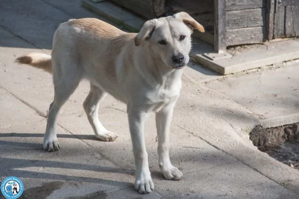 Paride il cagnolino che profuma di campagna | Foto 1