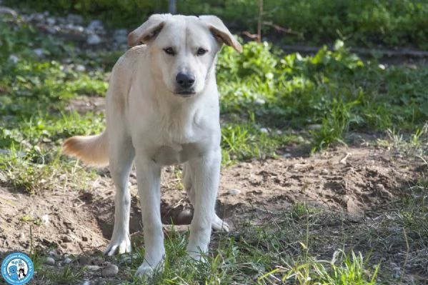 Paride il cagnolino che profuma di campagna | Foto 0