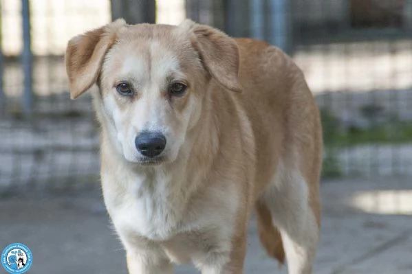 Pimpa la timidezza che chiede tempo