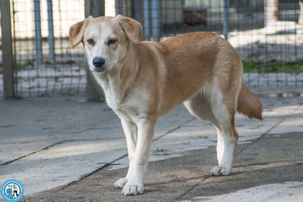 Pimpa la timidezza che chiede tempo | Foto 2