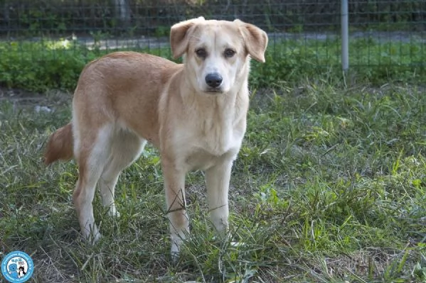 Pimpa la timidezza che chiede tempo | Foto 1