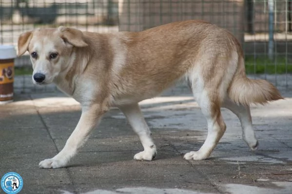 Pimpa la timidezza che chiede tempo | Foto 0