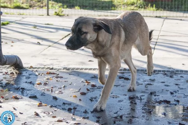 Se ami i cani sensibili Plinio ti sta aspettando | Foto 4