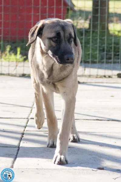 Se ami i cani sensibili Plinio ti sta aspettando | Foto 3