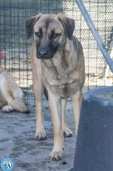 Se ami i cani sensibili Plinio ti sta aspettando | Foto 2