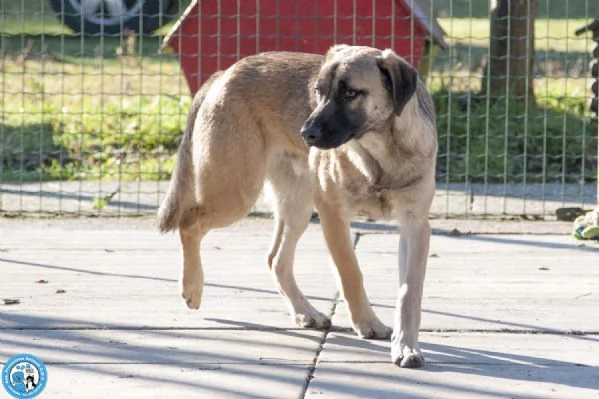 Se ami i cani sensibili Plinio ti sta aspettando | Foto 1