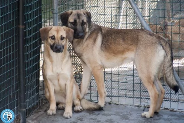 Se ami i cani sensibili Plinio ti sta aspettando | Foto 0