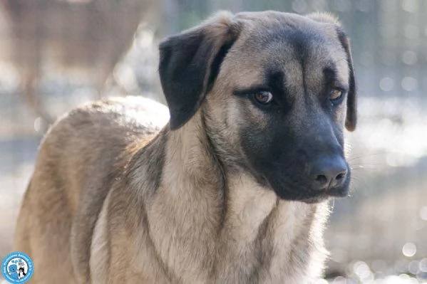 Se ami i cani sensibili Plinio ti sta aspettando