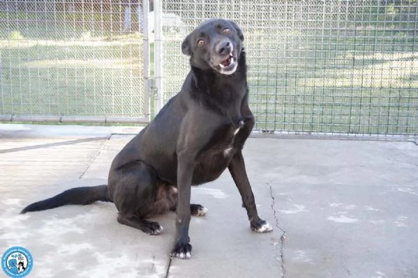 Pako energia carattere e tanta voglia di ricominciare | Foto 3