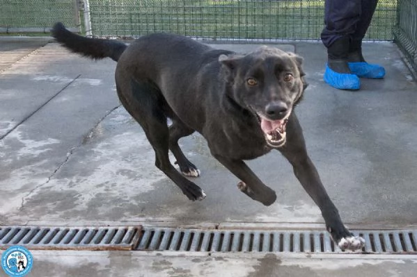 Pako energia carattere e tanta voglia di ricominciare | Foto 2