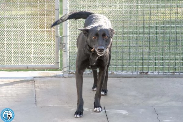 Pako energia carattere e tanta voglia di ricominciare | Foto 0