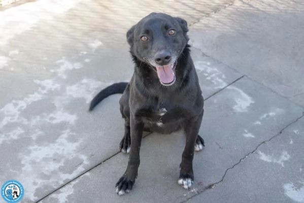 Pako energia carattere e tanta voglia di ricominciare