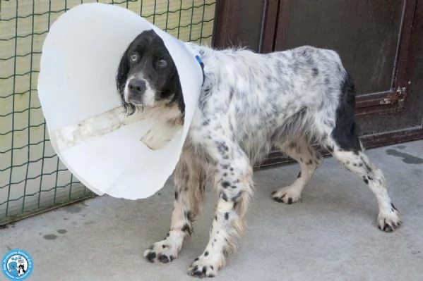 Zack un setter che sogna il divano non un box | Foto 2