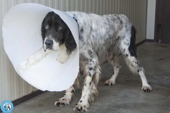 Zack un setter che sogna il divano non un box | Foto 1