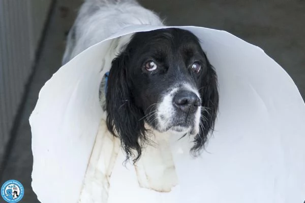 Zack un setter che sogna il divano non un box | Foto 0