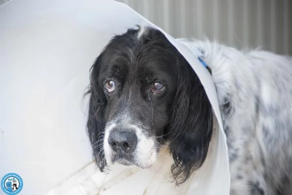 Zack un setter che sogna il divano non un box