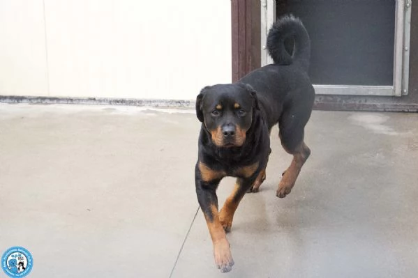 Ares forza e fedeltagrave in cerca di una guida vera | Foto 4