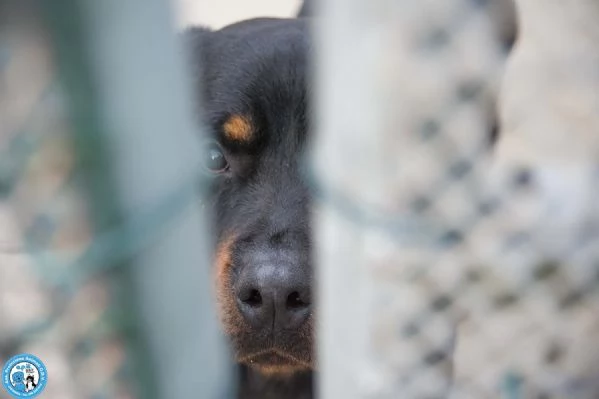 Ares forza e fedeltagrave in cerca di una guida vera | Foto 2