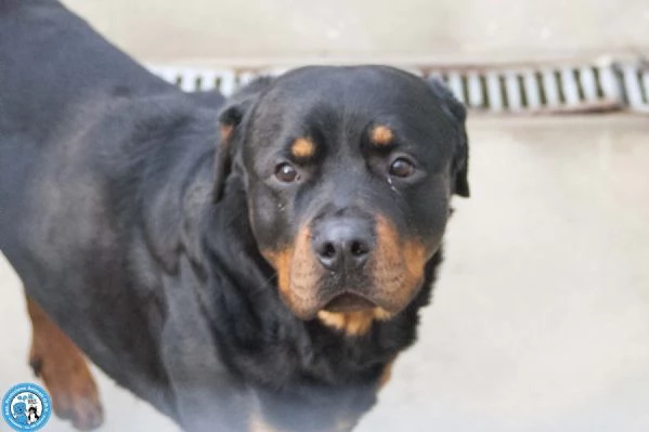 Ares forza e fedeltagrave in cerca di una guida vera