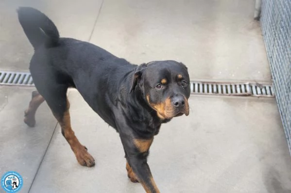 Ares forza e fedeltagrave in cerca di una guida vera | Foto 0