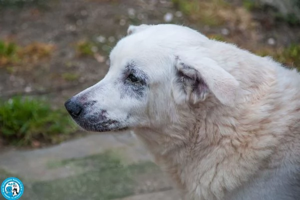 Olaf dieci anni di casa Oggi solo un nome e tanta attesa | Foto 5