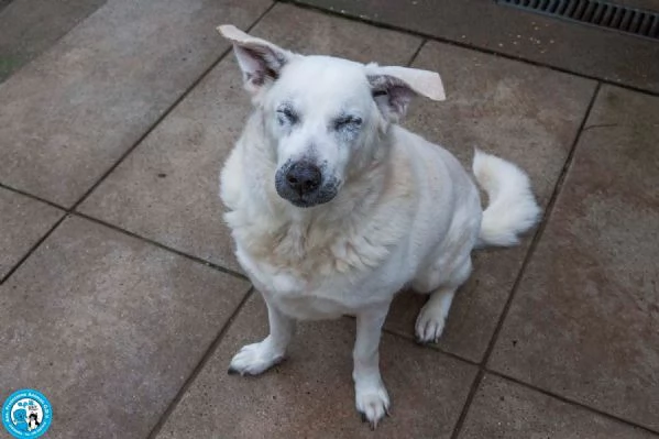 Olaf dieci anni di casa Oggi solo un nome e tanta attesa | Foto 4