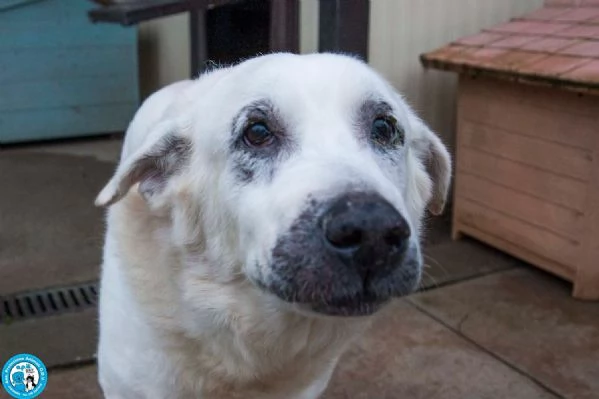 Olaf dieci anni di casa Oggi solo un nome e tanta attesa | Foto 3