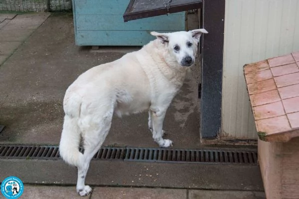 Olaf dieci anni di casa Oggi solo un nome e tanta attesa | Foto 2