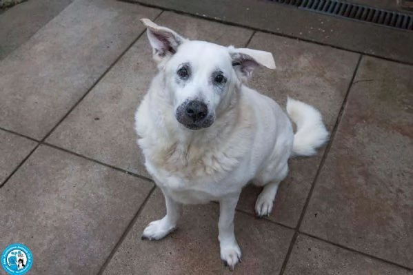 Olaf dieci anni di casa Oggi solo un nome e tanta attesa