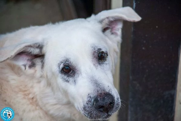 Olaf dieci anni di casa Oggi solo un nome e tanta attesa | Foto 0