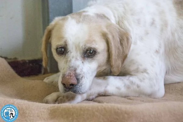 Emily la delicatezza che chiede solo pace