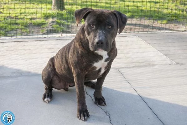 Chanel non egrave un accessorio egrave una scelta per sempre | Foto 4