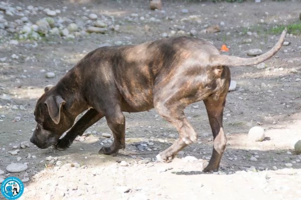 Chanel non egrave un accessorio egrave una scelta per sempre | Foto 3