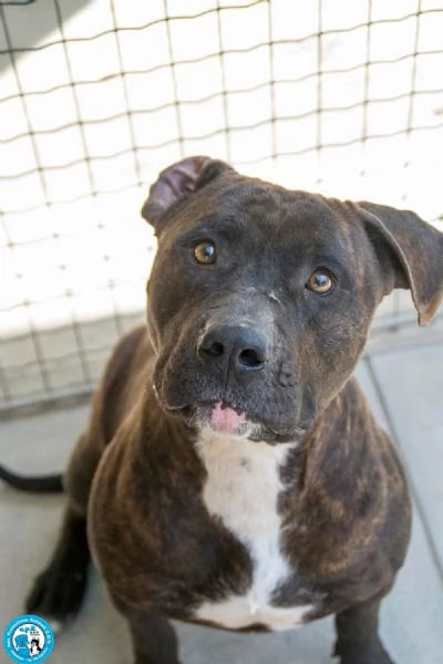 Chanel non egrave un accessorio egrave una scelta per sempre