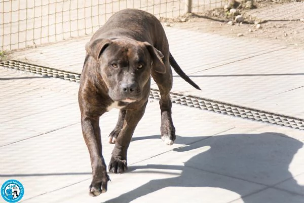 Chanel non egrave un accessorio egrave una scelta per sempre | Foto 2