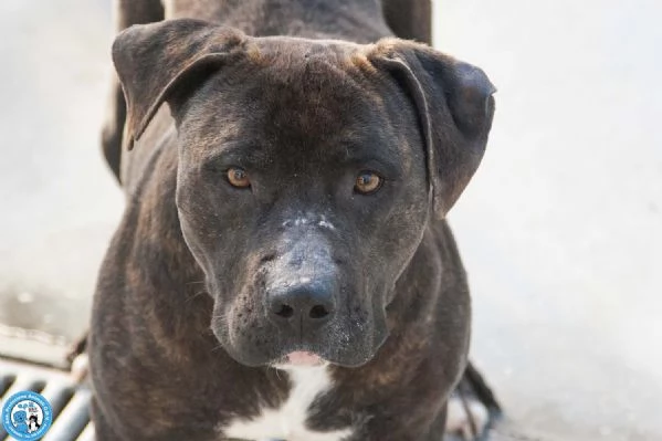 Chanel non egrave un accessorio egrave una scelta per sempre | Foto 0