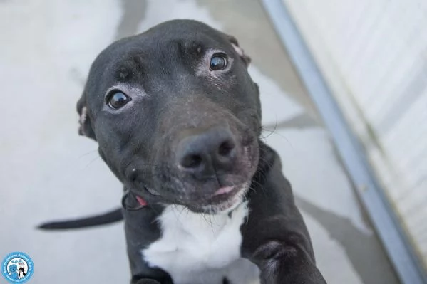 Cloe un piccolo uragano in cerca di casa | Foto 3