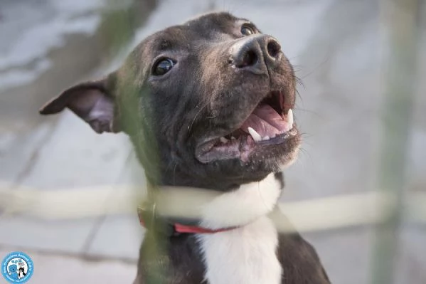 Cloe un piccolo uragano in cerca di casa | Foto 2